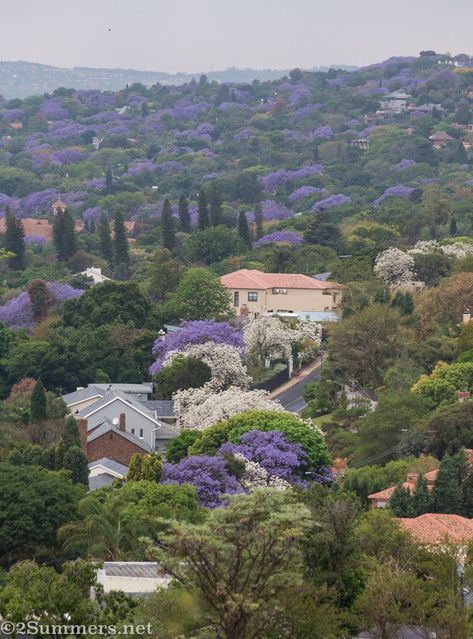 White Jacarandas Pretoria White Flowering Trees, Pretoria, Cedar Trees, White Tree, East Africa, Beaches In The World, Baker Street, We Fall In Love, Most Beautiful Beaches