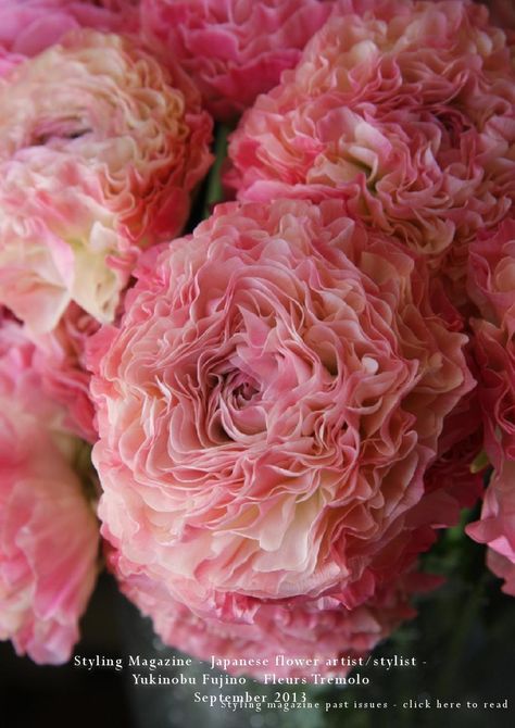 Deco Floral, Ranunculus, Flower Beauty, Beautiful Blooms, Amazing Flowers, Love Flowers, My Flower, Pretty Flowers, Fresh Flowers