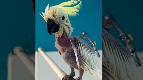 Parrot Rescue, God Is Amazing, Crazy Bird, Animal Advocacy, Rescue Animals, Australian Birds, Funny Birds, Wildlife Animals, Wild Birds