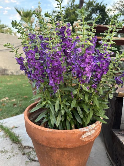 How to grow Angelonia — John's Plant Adventures Angelonia Flower, Sweet Potato Vine, Succession Planting, Potato Vines, Flower Bowl, Hardy Plants, Plants Flowers, Seed Starting, Summer Flowers