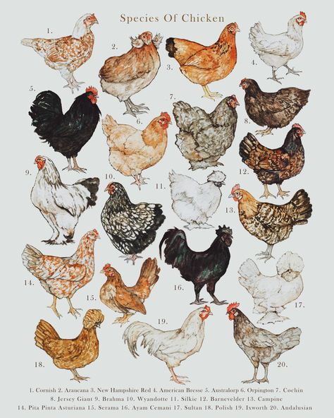 Dimensions:  A4 - 8.3 x 11.7 inches A3 - 11.7 x 16.5 Inches Chickens Illustration, Chickens Aesthetic, Chicken Illustration Cute, Vintage Chicken Art, Cute Hen Illustration, Chickens Cottagecore, Chicken Vintage Illustration, Chicken Tattoo, Chicken Drawing