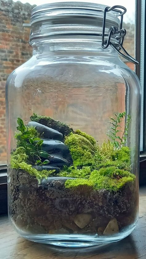 Tutorial video if you click this pin. Moss In A Jar, Mini Jar Terrarium Diy, Indoor Plant Collection, Plant Jars Ideas, Closed Moss Terrarium, Homemade Terrarium In A Jar, How To Make An Ecosystem In A Jar, Ecosystems In A Jar, Moss Jar Terrarium