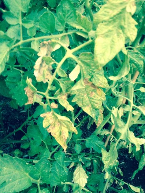 Tomato Plant, Plant Diseases, Learn Facts, Garden Stuff, The Leaf, Annual Plants, Healthy Plants, Lettuce, Disease