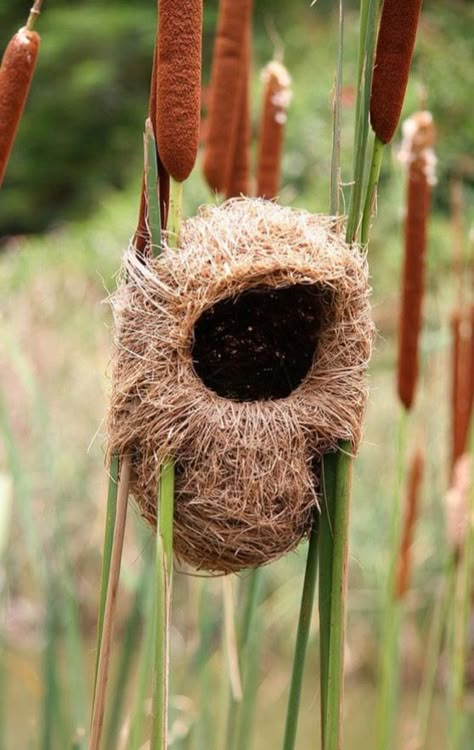 Weaver bird house Regard Animal, Finches, Bird Nest, Land Art, Bird Watching, Bird Feathers, Love Birds, Amazing Nature, Beautiful Creatures