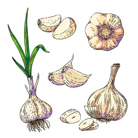 Garlic Drawing Simple, Garlic Clove Drawing, Drawings Of Food Sketches, Garlic Doodle, Garlic Embroidery, Garlic Sketch, Food Drawing Reference, Watercolor Garlic, Garlic Cartoon