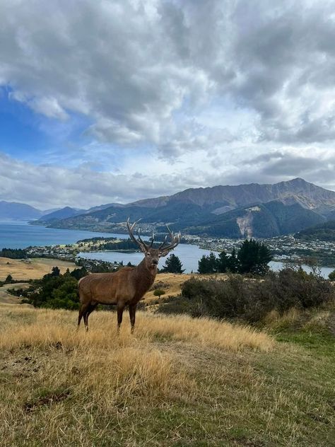 Explore New Zealand | Deer Park Heights - Queenstown | Facebook New Zealand People, New Zealand Aesthetic, New Zealand Queenstown, Dunedin New Zealand, Queenstown Nz, Queenstown New Zealand, Deer Park, Queenstown, Travel Ideas