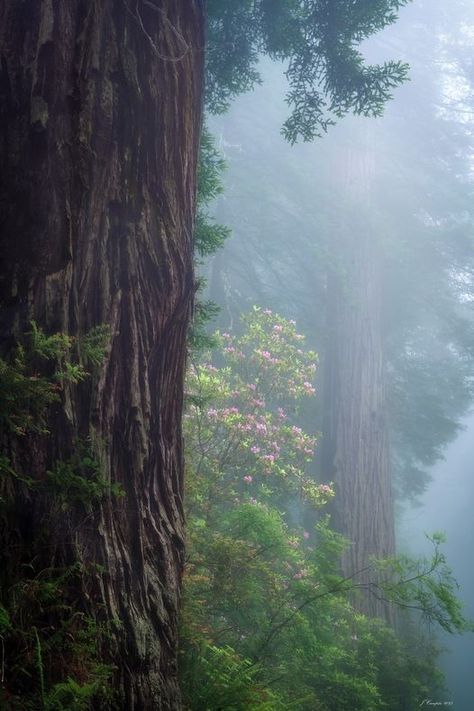 Coast Redwood, Forest Photos, Ancient Forest, Facebook Group, My Happy Place, Happy Places, Forest, Nature, Norte