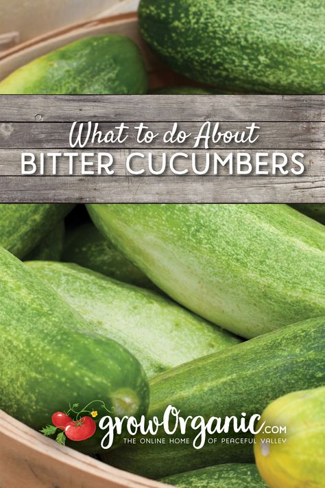 What To Do With Bitter Cucumbers, Bitter Cucumber Recipe, Bitter Cucumber, Bitter Cucumbers, Farming Tools, Bitters Recipe, Onion Leeks, Mushroom Kits, Garden Remedies