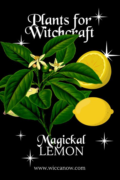 Lemon Magical Properties, Lemon Witchcraft, Magical Properties Of Lemon, Litha Ideas, Herbal Correspondences, Herbalist Recipes, Lemon Magic, Spells That Actually Work, Riverside Cottage