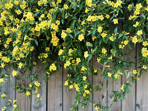 Carolina Jessamine Garden Climbers, Carolina Jasmine, Fast Growing Vines, Hydrangea Petiolaris, Jasmine Vine, Evergreen Vines, Growing Vines, Climbing Hydrangea, Garden Vines