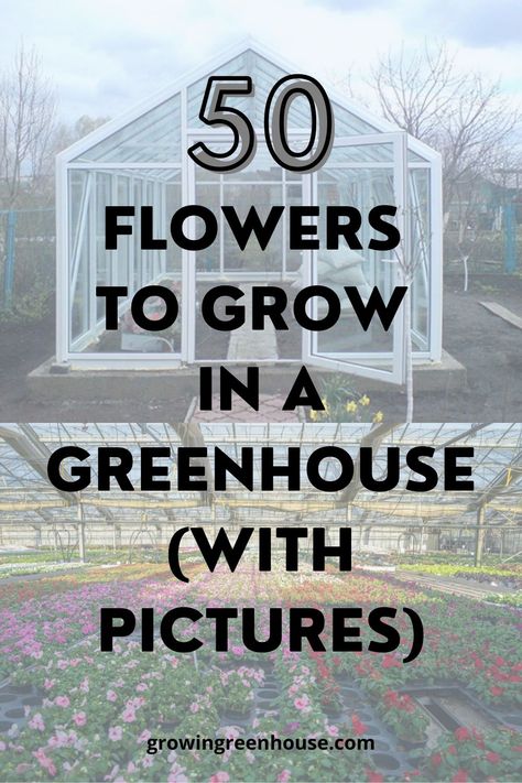 50 FLOWERS TO GROW IN A GREENHOUSE Greenhouse For Flowers, Flowers In Greenhouse, Greenhouse Plants Best, What To Put In A Greenhouse, Growing Flowers In Greenhouse, Best Greenhouse Plants, Greenhouse Planting Schedule, Things To Grow In A Greenhouse, Green House Flowers