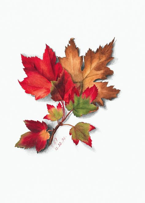 Autumn Leaves (1874) by Mary Vaux Walcott. Original from The Smithsonian. Digitally enhanced by rawpixel. | free image by rawpixel.com Watercolor Autumn Leaves, Autumn Leaves Art, Illustration Nature, Free Illustration Images, Illustration Botanique, Leaves Vector, Illustration Watercolor, Hand Drawn Flowers, Inspiring Art