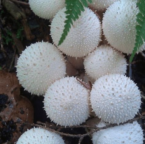 What is Puff Ball? Puff ball is a type of mushroom. The mushroom cap and spores are used as medicine. People take puff ball for nosebleeds and skin disorders. Young puff ball mushrooms are edible. #healing  #adaptogens  #superfoods  #foodasmedicine  #plantbased  eating#fresh  #superfood  #eattherainbow  #nourish  #healthy Eating Fresh, Lichen Moss, Mushroom Pictures, Alchemy Art, Plant Fungus, Slime Mould, Mushroom Fungi, Unusual Plants, Skin Disorders