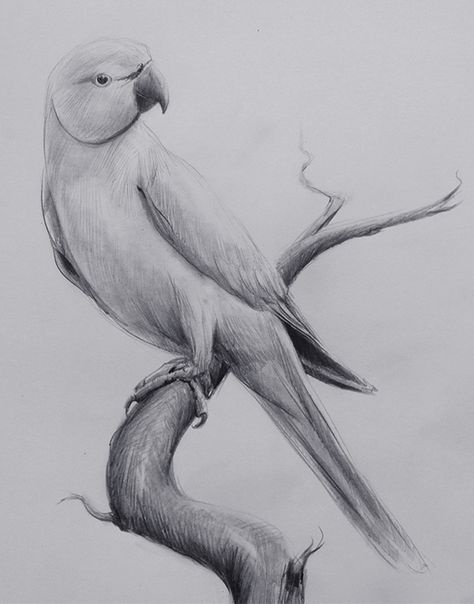 Indian Ringneck Parrot Drawing & Pencil Sketch JPG #pencil #sketch #jpg #drawing #art #birds Bird In A Tree Drawing, Pencil Art Drawings Birds, Pencil Drawings Birds, Sketch Of Parrot, Color Sketches Drawing, Parrot Drawing Pencil, Animals Pencil Sketch, Bird Sketch Realistic, Sky Drawing Pencil