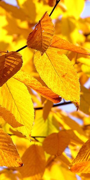 Yellow Aesthetic Pastel, Hufflepuff Aesthetic, Red Leaves, Yellow Walls, Yellow Wallpaper, Autumn Beauty, Yellow Aesthetic, Yellow Leaves, Aesthetic Colors