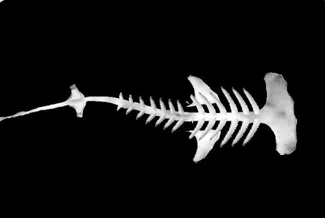 Shark Skeleton, Bone Drawing, Hammerhead Shark Tattoo, Fish Designs, Shark Drawing, Fish Skeleton, Skeleton Drawings, Animal Skeletons, Skeleton Tattoos