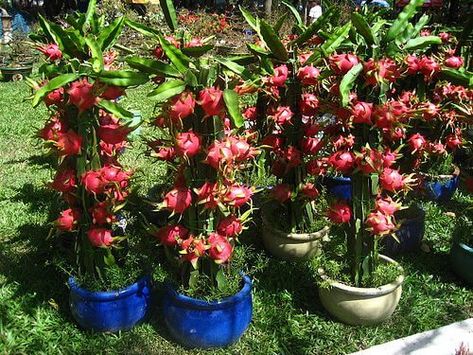 How to Grow Dragon Fruit - Plant Instructions How To Grow Lychee, Dragon Fruit Garden, Grow Dragon Fruit, Grow Banana Tree, How To Grow Dragon Fruit, Dragon Fruit Tree, Dragon Fruit Cactus, How To Grow Bananas, Dragon Fruit Plant