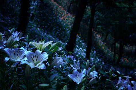 https://flic.kr/p/UEWrLa | lily garden Dark Blue Banner, Flower Forest, Lily Garden, Blue Banner, Nature Adventure, Nature Aesthetic, Pretty Places, Blue Aesthetic, In The Woods