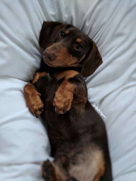 @schmitt.happenss on Instagram ♥️FOLLOW ON INSTAGRAM FOR MORE♥️ #dachshund#miniaturedachshund#doxie#dackel#teckel#dogs#puppy#love#cute#animals#photography#sausagedog#wienerdog#wiener#hotdog#sausage#weeniedog#puppylove#puppyfat#fluffy#adorable Dachunds Dog, Duchhound Dog, Doxen Puppies, Weiner Dogs Aesthetic, Cute Sausage Dogs, Wiener Dog Aesthetic, Dauschaund Puppy, Daushound Dogs, Fluffy Sausage Dog