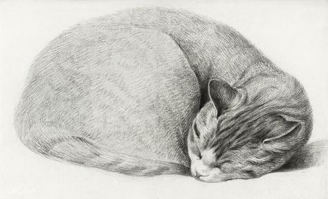 Rolled up lying, sleeping cat by Jean Bernard (1775-1883). Original from the Rijks Museum. Digitally enhanced by rawpixel. | free image by rawpixel.com Woodburning Ideas, معرض فني, Cat Sleep, Sleeping Cats, Free Illustration Images, Kitty Art, Image Cat, Cats Artists, Illustration Vintage