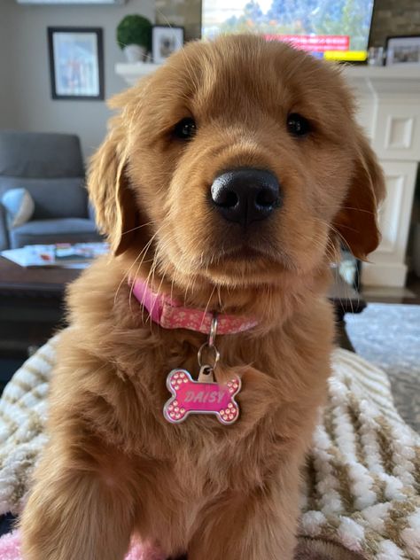 Golden Retriever Puppy Red Golden Retriever Puppy, Widget Screen, Red Golden Retriever, Cute Golden Retriever Puppy, Female Golden Retriever, Dog Commands Training, Dog Commands, Puppy Mom, Golden Puppy