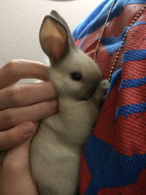 3 week old SIAMESE Mini Satin rabbit Cute Wallpapers Blue, Satin Rabbit, Fluffy Bun, Wallpapers Blue, Cutest Bunny Ever, Bunny Hutch, Blue Rabbit, Bunny Cages, Scary Dogs