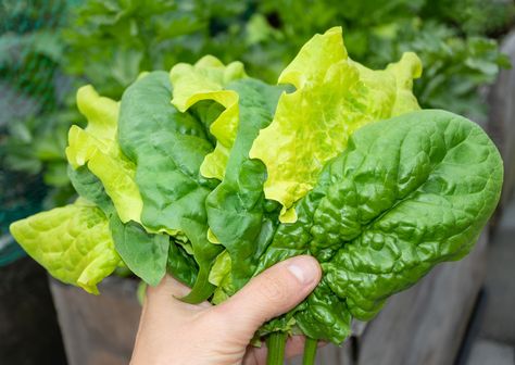 20 Lettuce Varieties To Grow Through Fall & Even Winter Lettuce Varieties, Storing Lettuce, Bib Lettuce, How To Harvest Lettuce, Cauliflower Leaves, Grow Lettuce, Types Of Lettuce, Carrot Tops, Eating Carrots