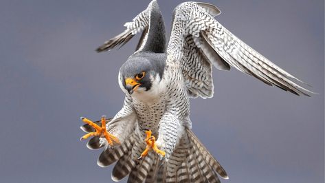 Today's article comes from CritterFacts author Emily Stauss! This wonderful in-depth article talks about the fastest animal on the planet. And spoiler...it's not the cheetah!  #critterfacts #falcon #cheetah #peregrinefalcon #peregrine #bird #birds #wildlife #fast #fastest #quick #backyard #monday #wow Grassland Habitat, Photo Facts, Peregrine Falcon, Flightless Bird, Red Tailed Hawk, Peregrine, All Birds, Mystical Creatures, Small Birds