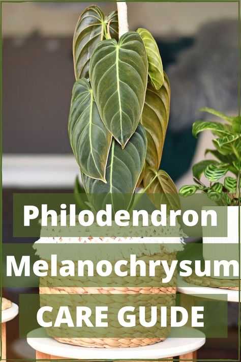 Black Gold Philodendron, Philodendron Mexicanum, Easy Plants To Grow Indoors, Unusual Houseplants, Philodendron Varieties, Plants To Grow Indoors, Plant For Indoor, Philodendron Melanochrysum, Philodendron Care