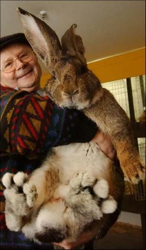 Flemish Giant Rabbit, Giant Rabbit, Flemish Giant, Giant Bunny, Large Rabbits, Big Bunny, Big Animals, Groundhog Day, 귀여운 동물