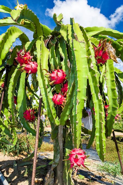 How To Grow Dragon Fruit: Planting, Caring And Harvesting Dragonfruit Plant, Dragon Fruit Garden, Dragons Tattoos, Grow Dragon Fruit, Fruit Planting, Dragon Fruit Farm, Dragon Plant, Produce Garden, How To Grow Dragon Fruit