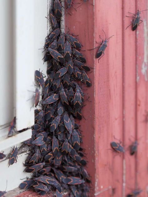 Boxelder bugs and more bugs you'll find in your house in the fall. | 10 Bugs That Invade Your Space Every Fall Western Conifer Seed Bug, Boxelder Bugs, Box Elder Bugs, Fly Infestation, Bug Infestation, Bug Trap, Get Rid Of Spiders, Bug Killer, Lady Beetle