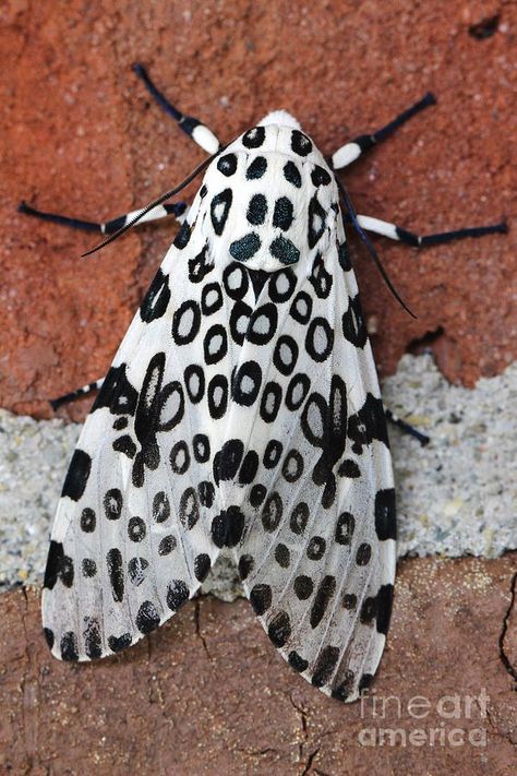 Black And White Moth, Giant Leopard Moth, Beautiful Butterfly Images, Leopard Moth, Colorful Moths, Cool Insects, Moth Caterpillar, Moth Art, Cool Bugs