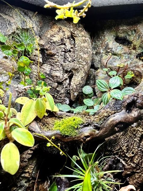 Kristine Robinson on Instagram: "I haven’t posted any photos of our Giant New Caledonian Leachianus Gecko recently. Frankie has really grown and is happy and healthy in her verdant tropical bioactive vivarium. She absolutely loves to blend in with the cork bark we installed into the custom background. #camouflage #leachianus #leachie #leachianusgecko #newcaledoniangecko #giantgecko" Leachianus Gecko, Leachie Gecko, Bioactive Vivarium, Custom Background, Vivarium, Happy And Healthy, Reptiles And Amphibians, Lizards, Gecko