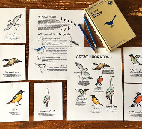 Free Bird Migration Printable – Raising Up Wild Things Migration Activities, Birds Preschool, Study Pack, Bird Study, Homeschool Nature Study, Homeschool Nature, The Robins, Plant Study, Nature Studies