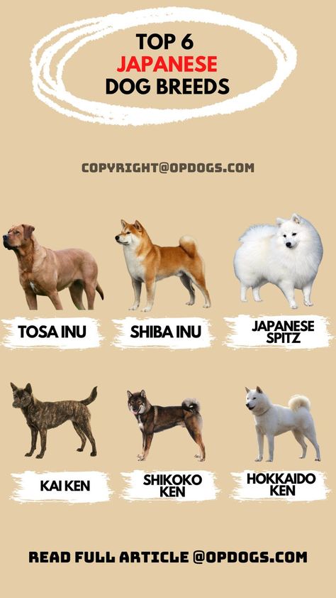 Asian Dog Breeds, Chinese Dog Breeds, Akita Inu Puppy, Kai Ken, Asian Dogs, Dog Chart, Japanese Dog Breeds, Types Of Dogs Breeds, Japanese Dog