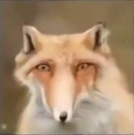 A fox with a goofy Cursed Fox Images, Fox Funny Pictures, Fox Memes Funny, Goofy Animals Pictures, Silly Fox Pictures, Fox Reaction Pic, Funny Fox Pictures, Fox Nose, Fox Meme