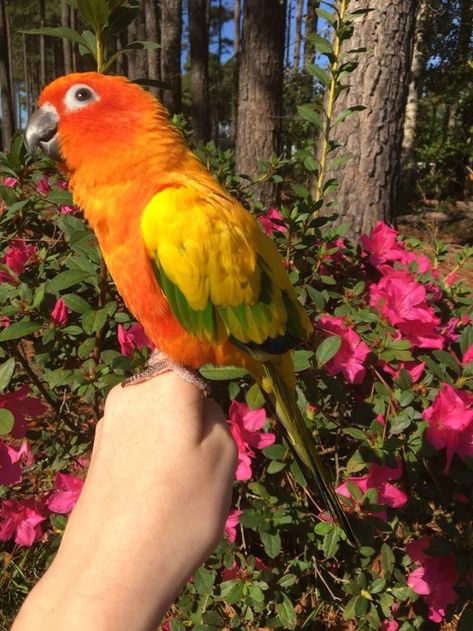 Sun Conure Parrot, Conure Bird, Drawing Bird, Conure Parrots, Tattoo Bird, Sun Conure, Bird Drawing, Funny Parrots, Colorful Parrots