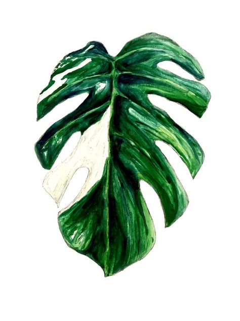 Variegated Monstera Watercolor Painting Print Plant Art | Etsy Monstera Watercolor, Variegated Monstera, Zz Plant, Plant Gift, Air Purifying Plants, Perfect Plants, Plant Art, Plant Gifts, I Tattoo