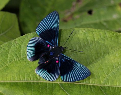 Beautiful Wings, Moth Caterpillar, Flying Flowers, A Bug's Life, Beautiful Bugs, Creepy Crawlies, Butterfly Kisses, Amazon Rainforest, Butterfly Art