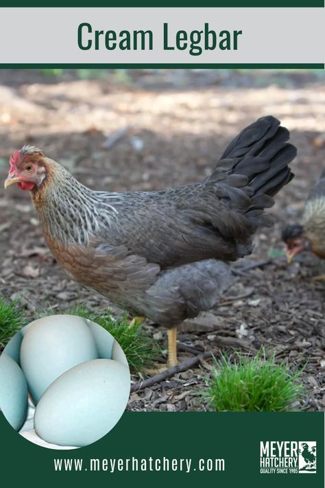 Legbar Chickens, Blue Chicken Eggs, Cream Legbar Chickens, Rhode Island Red Chickens, Cochin Chickens, Cream Legbar, Chicken Flock, Laying Chickens, Meat Birds