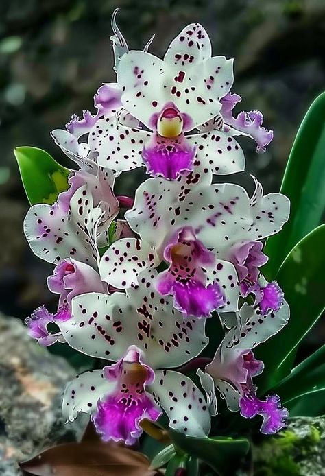 Foxtail Orchid, Spots Light, Exotic Orchids, Purple Orchids, Light Bright, Vibrant Purple, White Flowers, Orchids, Vibrant Colors