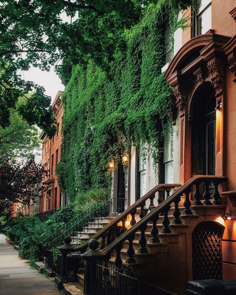 Fort Greene Brooklyn, New York Brownstone, Joe Thomas, Brooklyn Apartment, Quiet Evening, New York Life, Historic District, Climbing Plants, City Living