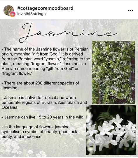 Meaning Of Jasmine Flower, Jasmine Flower Symbolism, Jasmine Name Meaning, Jasmine Flower Quotes, Jasmine Flower Meaning, Jasmine Meaning, Jasmine Flower Aesthetic, Herbal Nutrition, Dragon Tails