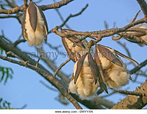 Red Silk Cotton Tree Stock Photos & Red Silk Cotton Tree Stock Images - Alamy Red Silk Cotton Tree, Cotton Tree, Tree Species, Tree Illustration, Red Silk, Stock Photography, Photo Image, Vector Illustration, Stock Images