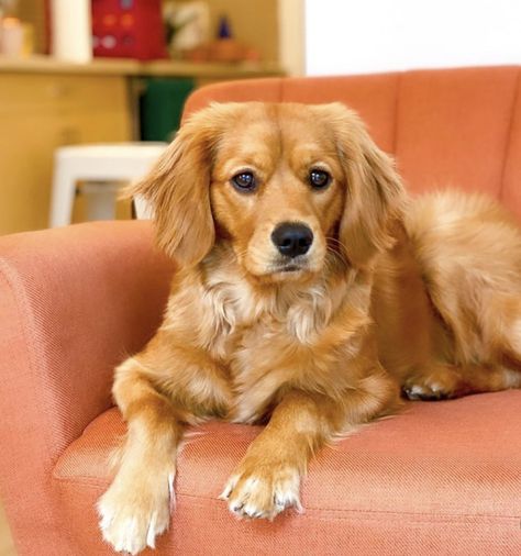 Golden Retriever Cavalier King Charles, Golden Cavalier Dog, Golden Cavalier, Cavalier Dog, Cocker Spaniel Mix, Puppy Ideas, Golden Retriever Mix, Cute Animals Puppies, Pet Ideas