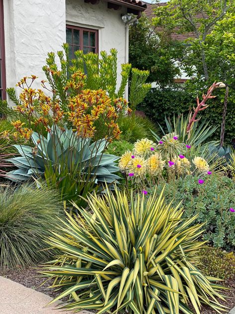 Albany California Drought Tolerant Garden Design California Garden Design, Western Architecture, California Landscaping, California Native Garden, California Drought, Succulent Landscape Design, Australian Native Garden, Drought Tolerant Garden, Succulent Garden Design