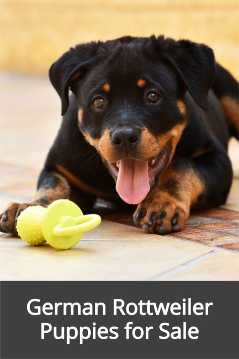 German Rottweiler Puppies, Rottweiler Pictures, Rottweiler Dog Breed, Rottweiler Breeders, German Rottweiler, Rottweiler Puppies For Sale, Rottweiler Breed, Expensive Dogs, Puppies Near Me