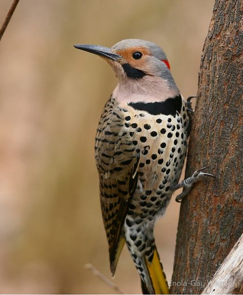 Northern Flicker Northern Flicker Bird, Northern Flicker Drawing, Northern Flicker Woodpecker, Northern Flicker Tattoo, Pnw Animals, Flicker Bird, Bird Of Prey Tattoo, Desert Birds, Bird Pics