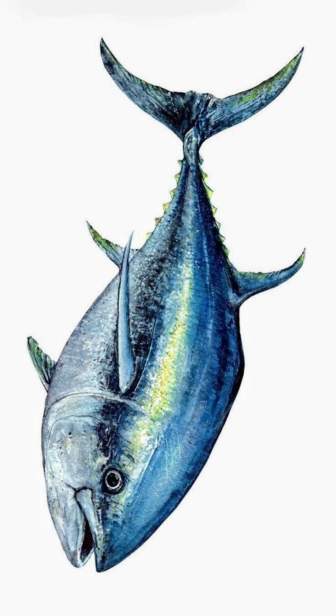 Atlantic Bluefin Tuna, Mad Ads, White Marlin, Ocean Habitat, Fish Watercolor, Maryland Blue Crab, Fly Fishing Art, Bluefin Tuna, Watercolor Fine Art